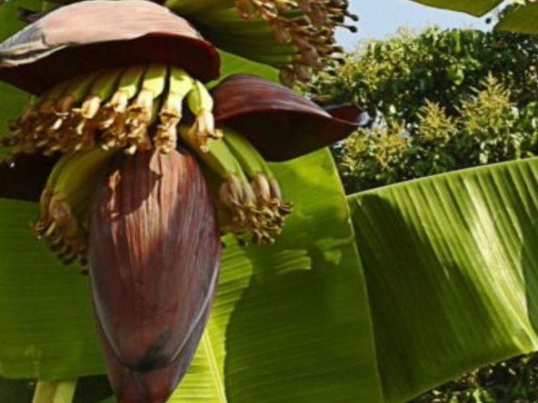 The Natz Ti Ha Banana Plants